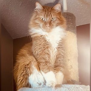 Meet your Posher, Cohen